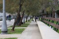 Sidewalk with the benches and trees in the Salerno waterfront in Italy