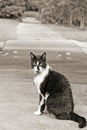 Sidewalk cat