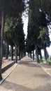 The sidewalk in the cemetery in Lisbon is among the graves, tall thujas grow along the edges