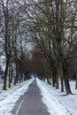 Sidewalk in the city between tall trees in winter Royalty Free Stock Photo