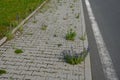 Sidewalk of concrete cubes at a crossing overgrown with weed flowers. neighborhood without regular maintenance. sidewalks difficul