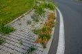 Sidewalk of concrete cubes at a crossing overgrown with weed flowers. neighborhood without regular maintenance. sidewalks difficul