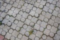 Sidewalk concrete tiles on a sand base in the Park. Sidewalk path and sprouted grass