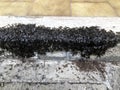 Sidewalk invaded by black flies bugs