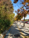 A sidewalk leading to Korean Folk Village covered with medium fall Ginkgo tree foliage- 30th Oct 2018