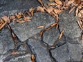 Sidewalk made with cobblestones with autumn leaves on a surface Royalty Free Stock Photo