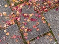 Sidewalk made with cobblestones with autumn leaves on a surface Royalty Free Stock Photo