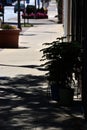 Sidewalk with Norfolk pines