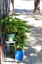 Sidewalk with Norfolk pines