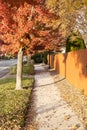 Sidewalk running past a fence along a street with trees covered in red and yellow leaves