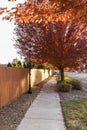 Sidewalk running past a fence and light poles along a street with trees covered in red and yellow leaves