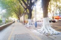 Sidewalk tree roots were painted white lime, safe over winter Royalty Free Stock Photo