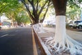 Sidewalk tree roots were painted white lime, safe over winter Royalty Free Stock Photo