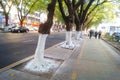 Sidewalk tree roots were painted white lime, safe over winter