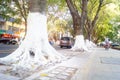 Sidewalk tree roots were painted white lime, safe over winter