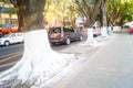 Sidewalk tree roots were painted white lime, safe over winter Royalty Free Stock Photo