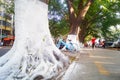 Sidewalk tree roots were painted white lime, safe over winter Royalty Free Stock Photo