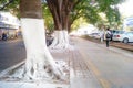 Sidewalk tree roots were painted white lime, safe over winter Royalty Free Stock Photo