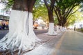 Sidewalk tree roots were painted white lime, safe over winter