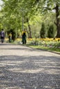 Sidewalk under gentle fallen petals of cherry blossoms, sakura tree. Selective focus. Cleaners sweep the park, keeping