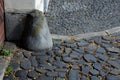 Sidewalk of volcanic stones of gray shiny color. For years, the surface of the paving is polished. Between the individual fraction