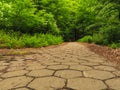 Sidewalk walking pavement in a park or forest Royalty Free Stock Photo