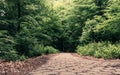 Sidewalk walking pavement in a park or forest Royalty Free Stock Photo