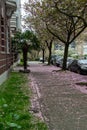 Sidewalks covered in fallen cherry blossom petals.