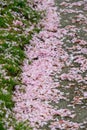 Sidewalks covered in fallen cherry blossom petals.