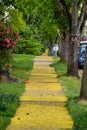 Sidewalks covered in fallen maple flowers. Royalty Free Stock Photo