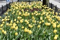 SidewalkTulip Garden #2 Royalty Free Stock Photo