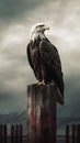 Sideways Bald Eagle Sitting Post-Front Cloudy Sky