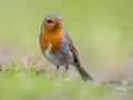 Sideways looking Robin with bright green background