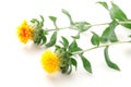 Sideways two safflower flowers