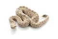 Sidewinder Royalty Free Stock Photo