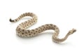 Sidewinder Royalty Free Stock Photo