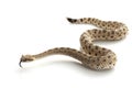 Sidewinder Royalty Free Stock Photo