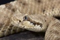 Sidewinder / Crotalus cerastes