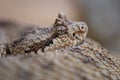 Sidewinder - Crotalus cerastes Royalty Free Stock Photo