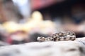 sidewinder in focus with blurred rock background