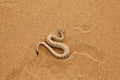 Sidewinder rattle Snake Moving