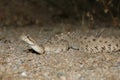 Sidewinder Rattlesnake