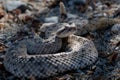 Sidewinder rattlesnake in California.