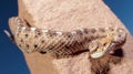 Sidewinder Rattlesnake climbing down a post