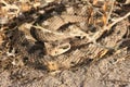 Sidewinder Rattlesnake (Crotalus cerastes)