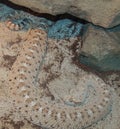 Sidewinder Rattlesnake Crotalus Cerastes