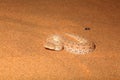 Sidewinder Snake front view Royalty Free Stock Photo