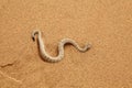 Sidewinder Snake moving Royalty Free Stock Photo