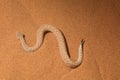 Sidewinder Snake top view Royalty Free Stock Photo