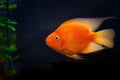 Sidewise, in profile view of a goldfish